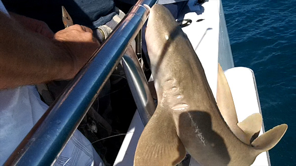 Nurse Shark caught aboard the Ocean Obsession out of Port Canaveral Fla.